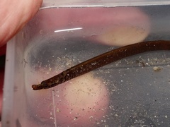 Nerophis lumbriciformis