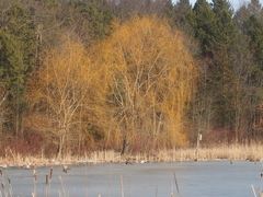 Salix babylonica