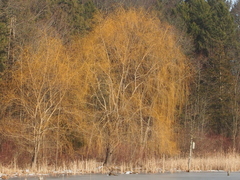 Salix babylonica