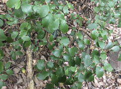 Daphnandra johnsonii