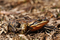 Rana amurensis