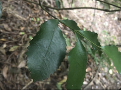 Daphnandra johnsonii