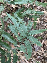 Microlepia intramarginalis