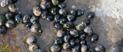 Nerita japonica
