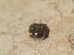 Cydnoides