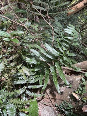 Microlepia intramarginalis