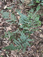 Microlepia intramarginalis