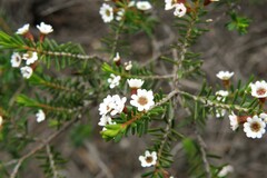 Thryptomene ericaea
