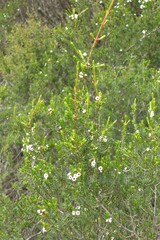 Thryptomene ericaea