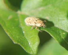 Microlarinus lareynii