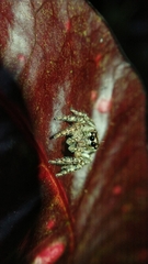 Anarrhotus fossulatus