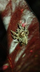 Anarrhotus fossulatus