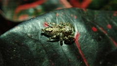 Anarrhotus fossulatus