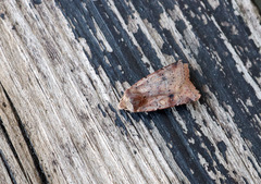 Cerastis faceta