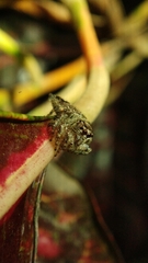 Anarrhotus fossulatus