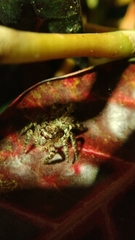 Anarrhotus fossulatus