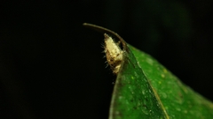 Anarrhotus fossulatus