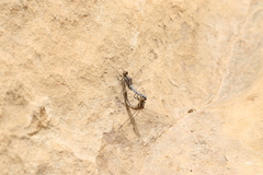 Orthetrum chrysostigma