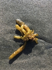 Dactylosiphon bullosus