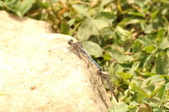 Orthetrum chrysostigma