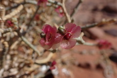 Anabasis articulata
