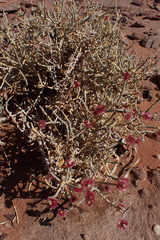 Anabasis articulata