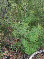 Banksia cunninghamii