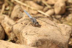 Orthetrum chrysostigma