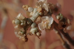 Anabasis articulata