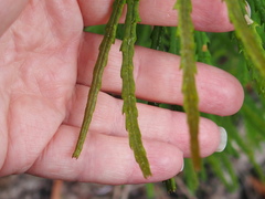 Banksia cunninghamii