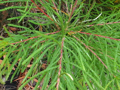 Banksia cunninghamii