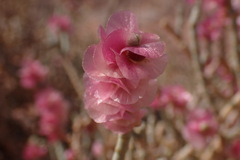 Anabasis articulata