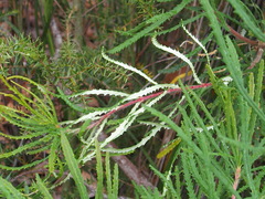 Banksia cunninghamii
