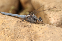 Orthetrum chrysostigma