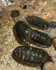 Ischnochiton australis