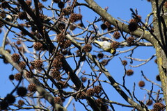 Liquidambar styraciflua