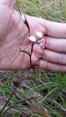 Diuris oporina