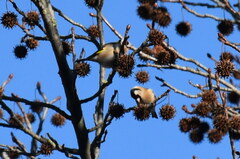 Carduelis carduelis
