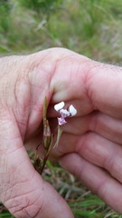 Diuris oporina
