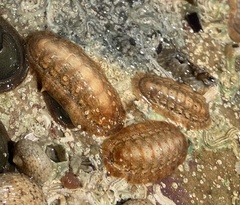 Ischnochiton cariosus
