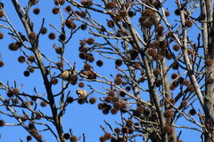 Liquidambar styraciflua