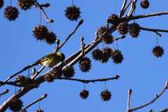 Liquidambar styraciflua