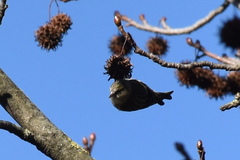 Spinus spinus