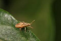Lygaeoidea