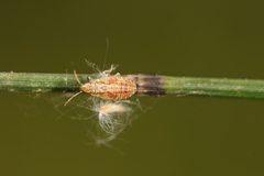 Lygaeoidea