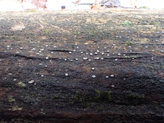 Propolis farinosa
