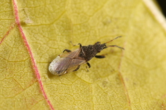Oxycarenus hyalinipennis