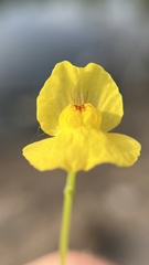 Utricularia aurea
