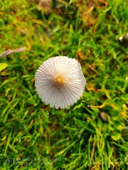 Coprinellus hiascens