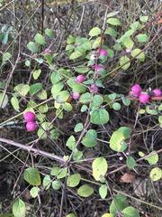 Symphoricarpos × chenaultii
